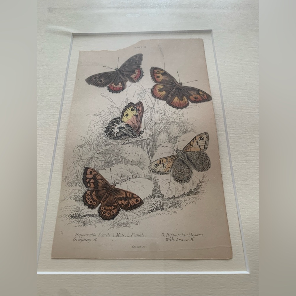 William Home Lizars Lithography Set of 3 Framed Art